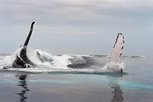 Balaenopteridae: Humpback whale (Megaptear novaeangliae) at the surface