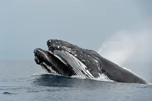 Blow: Humpback whale (Megaptear novaeangliae) at the surface