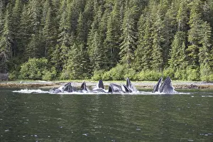 Doc White: Humpback whale, Megaptera novaeangliae, bubble-netting