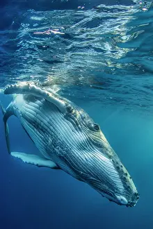 Iles: Humpback whale (Megaptera novaeangliae) below the