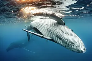 Megaptera: Humpback whale (Megaptera novaeangliae), below the