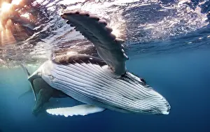 Megaptera: Humpback whale (Megaptera novaeangliae), below the