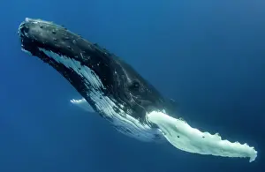Vent: Humpback whale (Megaptera novaeangliae) in blue