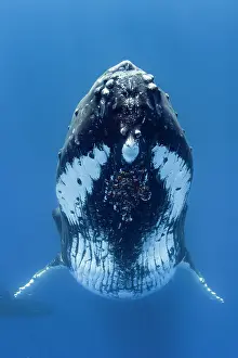 Vent: Humpback whale (Megaptera novaeangliae) in blue
