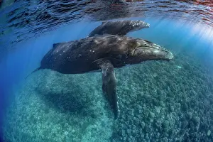 Coralreef: Humpback whale (Megaptera novaeangliae) and calf