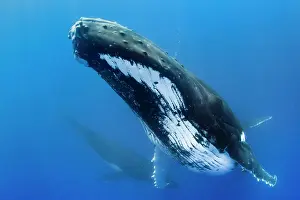 Vent: Humpback whale (Megaptera novaeangliae) and calf
