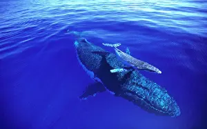 Calve: Humpback whale (Megaptera novaeangliae) female