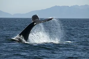 Fluke: Humpback whale, Megaptera novaeangliae, fluke