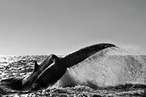 Fluke: Humpback Whale (Megaptera novaeangliae), fluke