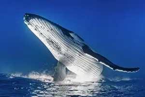 Dynamics: Humpback whale (Megaptera novaeangliae) jumping