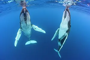 Breathing: Humpback whale (Megaptera novaeangliae) pair below