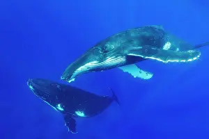 Balaenopteridae: Humpback whale (Megaptera novaeangliae) Socialising