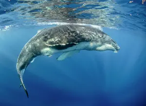 Balaenopteridae: Humpback whale (Megaptera novaeangliae) under surface