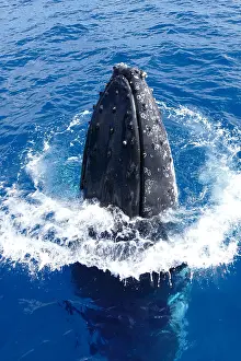Splash: Humpback whale (Megaptera novaeangliae) on the surface