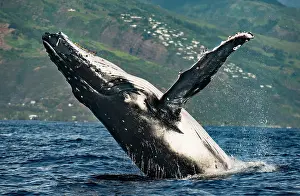 Spatter: Humpback whale (Megaptera novaeangliae), Tahiti