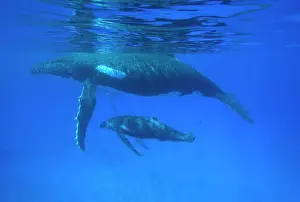 Tonga: Humpback whale - mother and calf