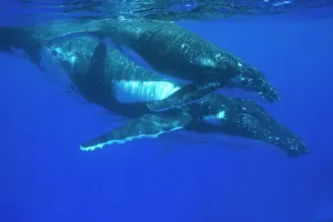 Tonga: Humpback whale - mother and calf