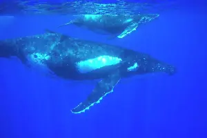 Tonga: Humpback whale - mother and calf
