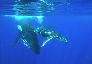 Tonga: Humpback whale - mother and calf