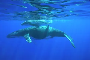 Tonga: Humpback whale - mother and calf