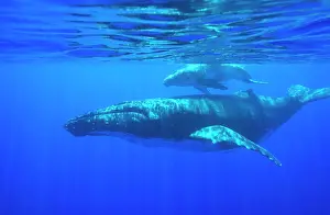 Tonga: Humpback whale - mother and calf
