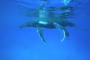 Tonga: Humpback whale - mother and calf