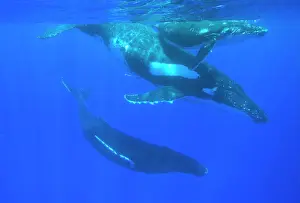 Escort: Humpback whale - Mother, calf and escort