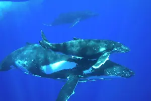 Note: Humpback whale - Mother, calf, and escort (the