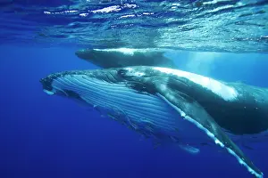 Note: Humpback whale - Mother and calf. Note the throat