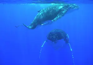 Tonga: Humpback whale - Mother and calf resting near the surface