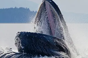 Lunge: Humpback Whale - with mouth open lunge / bubblenet feeding