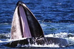Swallowing: Humpback Whale - Open mouth showing upper jaw: