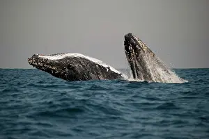 Novaengliae: Humpback Whale pair breaching