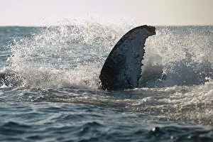 Novaengliae: Humpback Whale pectoral fin