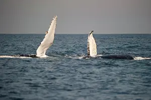 Waving: Humpback Whale pectoral fin