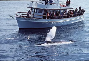 Fins: HUMPBACK WHALE - people watching from boat