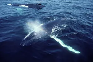 Logging: Humpback whale - Resting ('Logging')