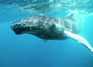 Mouths: HUMPBACK WHALE - silverbank