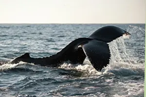 Fluke: Humpback Whale slapping fluke (tail fin)