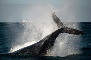 Fluke: Humpback Whale slapping fluke (tail fin)