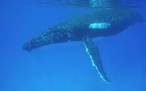 Sides: Humpback whale - Southern Hemisphere Humpbacks