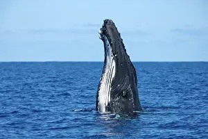Hopping: Humpback whale - Spyhopping