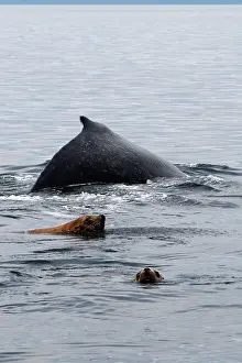 Eumetopias: Humpback Whale with Steller sealion (Eumetopias jubatus)