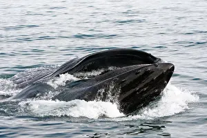 Humpbacks: Humpback Whale - Surface feeding