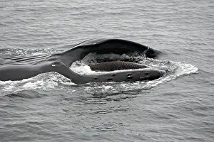 Humpbacks: Humpback Whale - Surface feeding