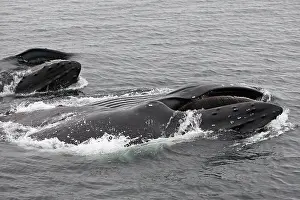 Humpbacks: Humpback Whale - Surface feeding