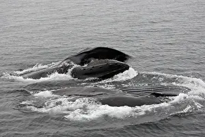 Humpbacks: Humpback Whale - Surface feeding