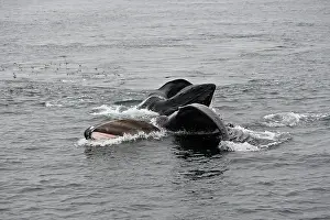 Humpbacks: Humpback Whale - Surface feeding