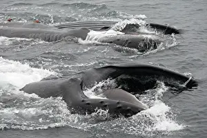 Humpbacks: Humpback Whale - Surface feeding