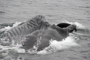 Humpbacks: Humpback Whale - Surface feeding